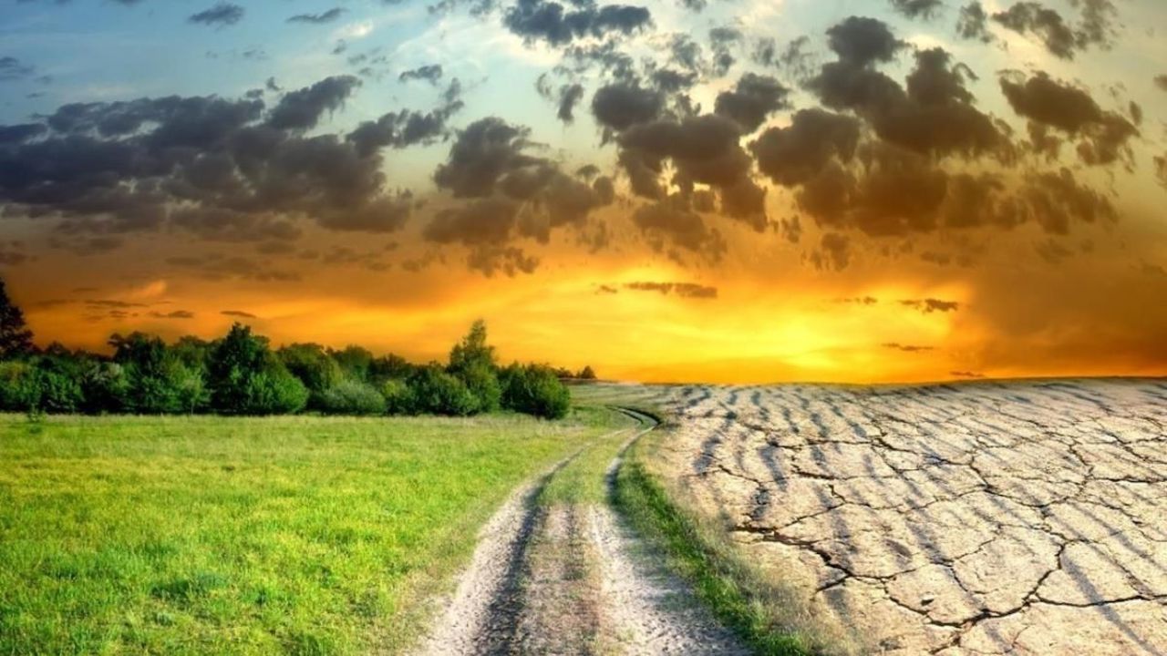 Primăvara capricioasă afectează recolta grâului, în special în zona de sud a țării