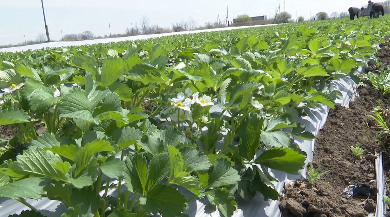 Înghețurile de primăvară afectează căpșunile. Fermierii, nevoiți să ia măsuri de protecție