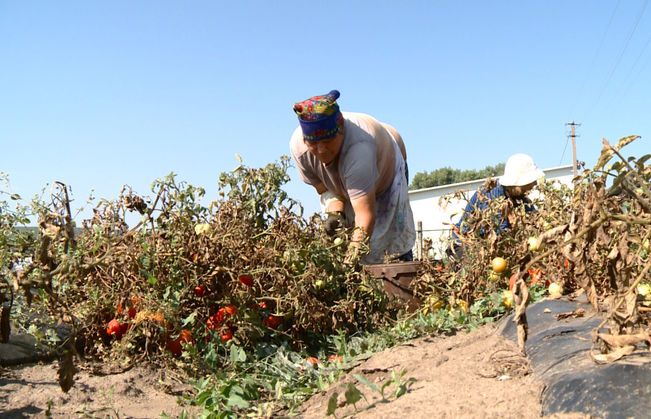 Primele înghețuri pun în alertă agricultorii: cele mai vulnerabile sunt legumele