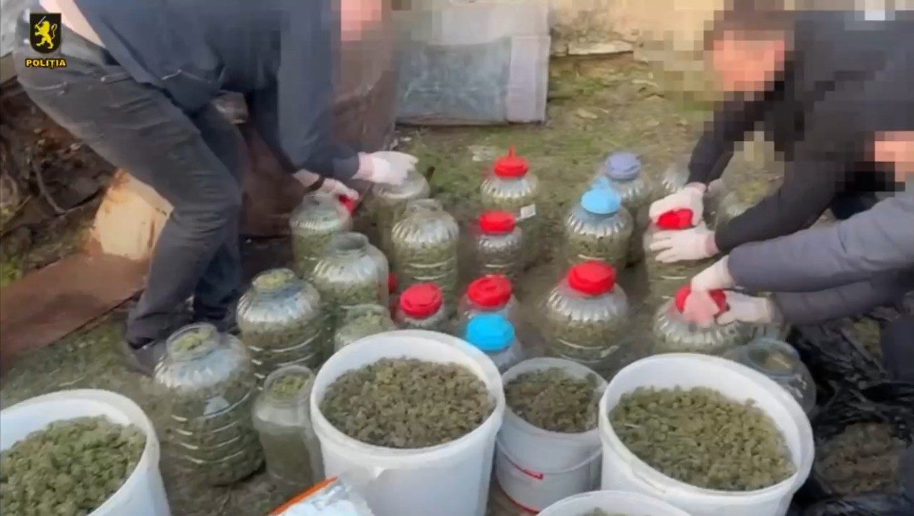 VIDEO | Peste 40 de kilograme de marijuana, descoperite la o fermă din Anenii Noi. Un bărbat a fost arestat