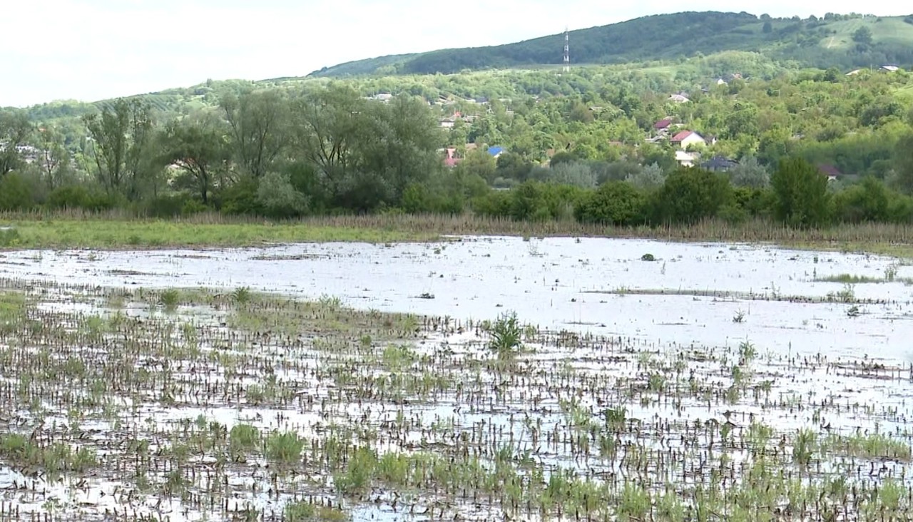 Dezastru în raionul Călărași, după ce râul Bâc a ieșit din albie: Peste 100 de hectare de terenuri agricole, inundate 