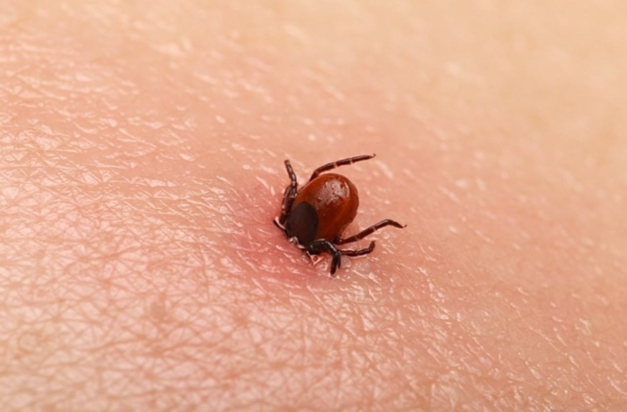 Aproape 160 de persoane diagnosticate cu boala Lyme în 2025, după ce au fost mușcate de căpușe: Avertismentul ANSP pentru populație
