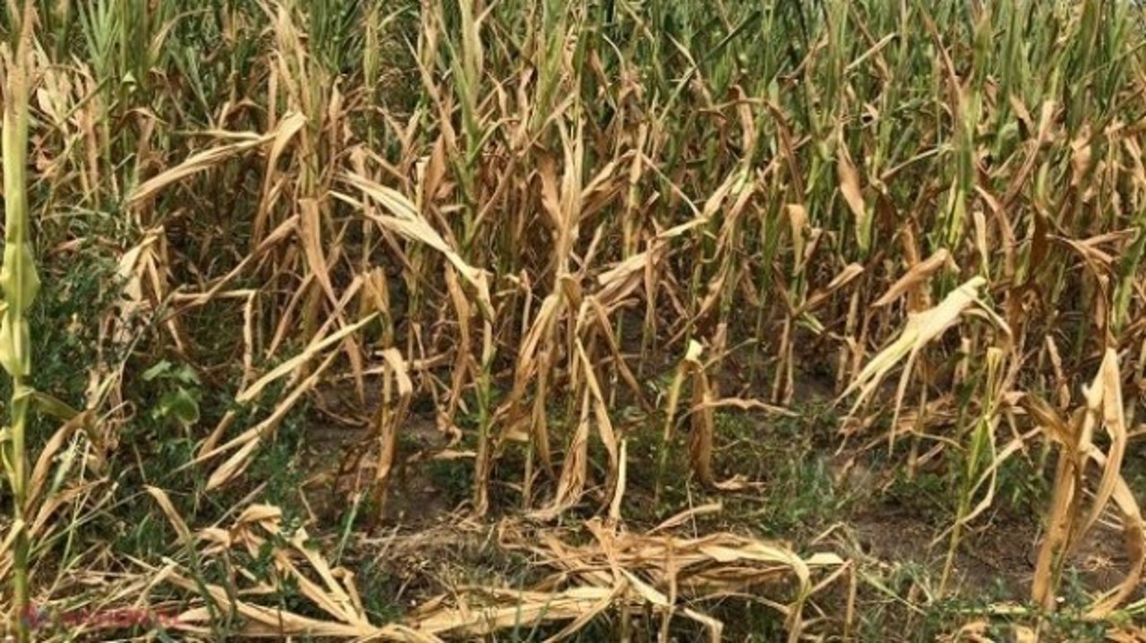 Moldova Drought: Farmers Face Crisis After Crop Devastation