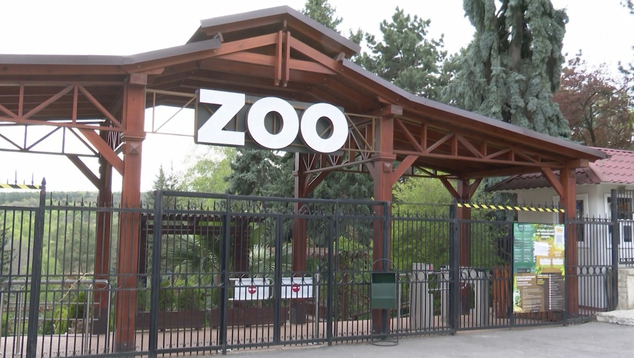 Anchetă la Grădina Zoologică: Copilul peste care s-a prăbușit un copac continuă să fie în stare critică 