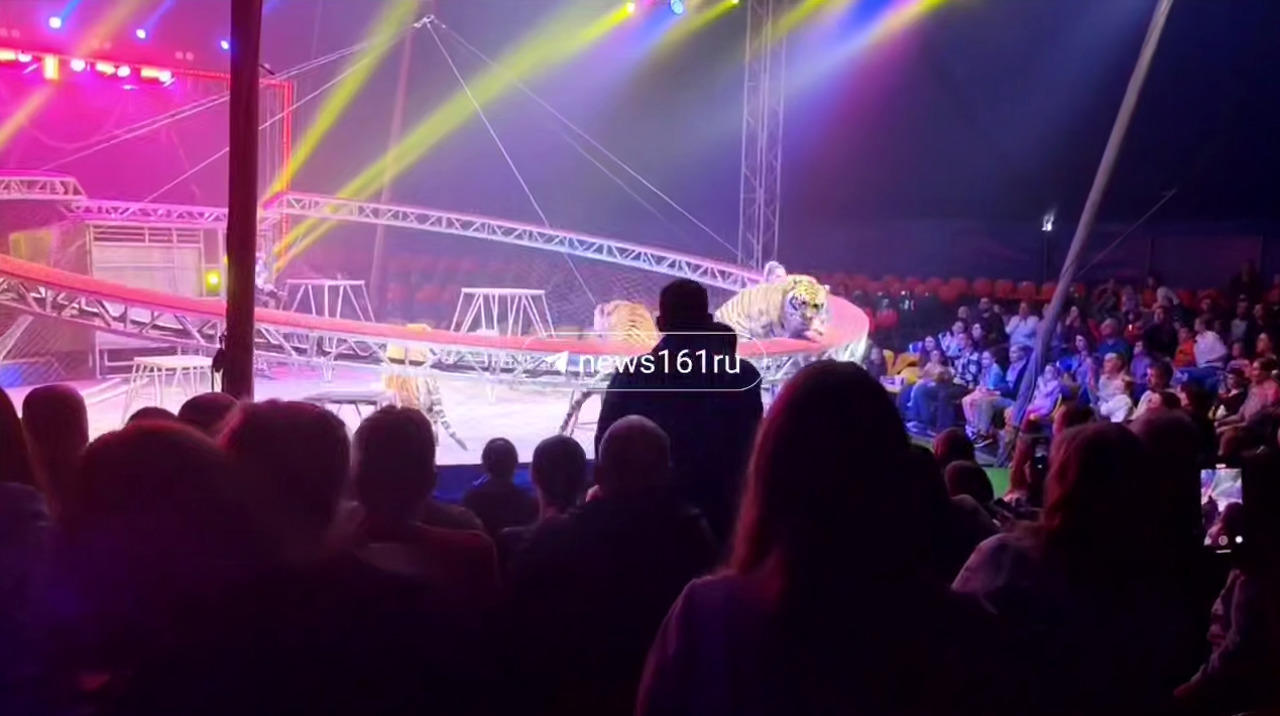 Tiger breaches safety netting at Rostov circus sparking criminal probe