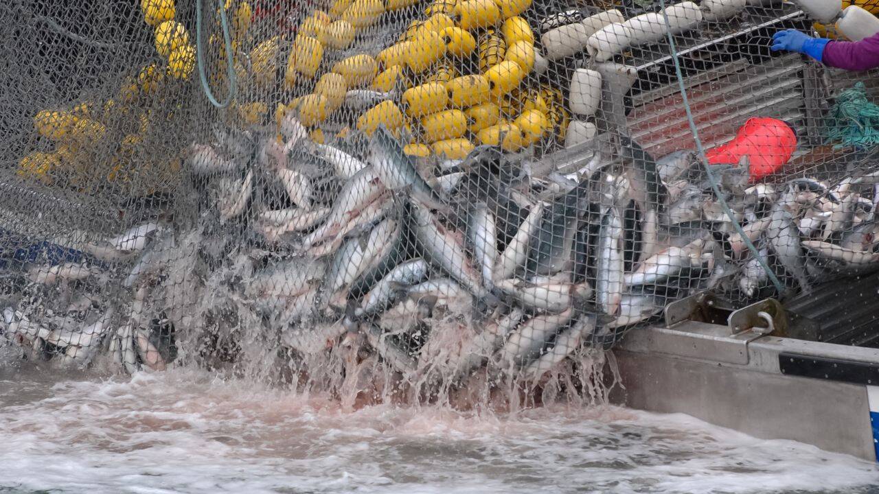 Moldovan fish farmers call for increased state support