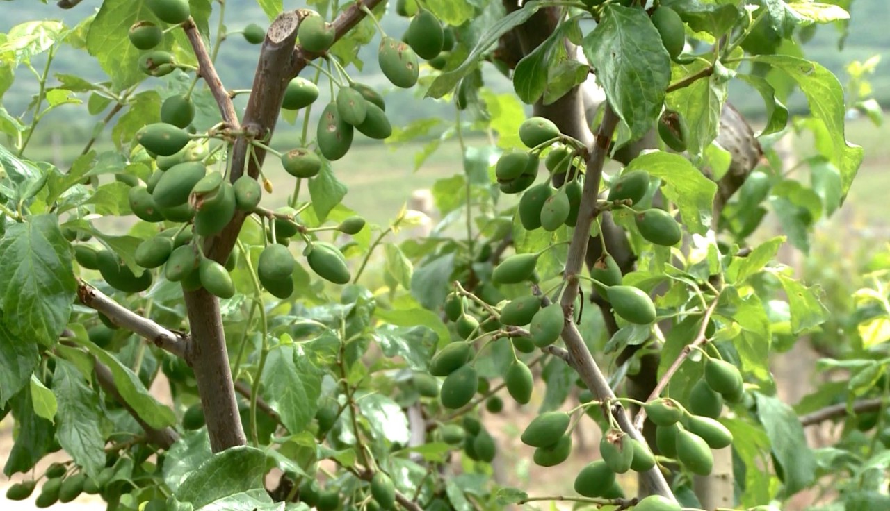 Livezi afectate de grindină la Sadova. Agricultorii spun că rachetele antigrindină ar fi prevenit dezastrul