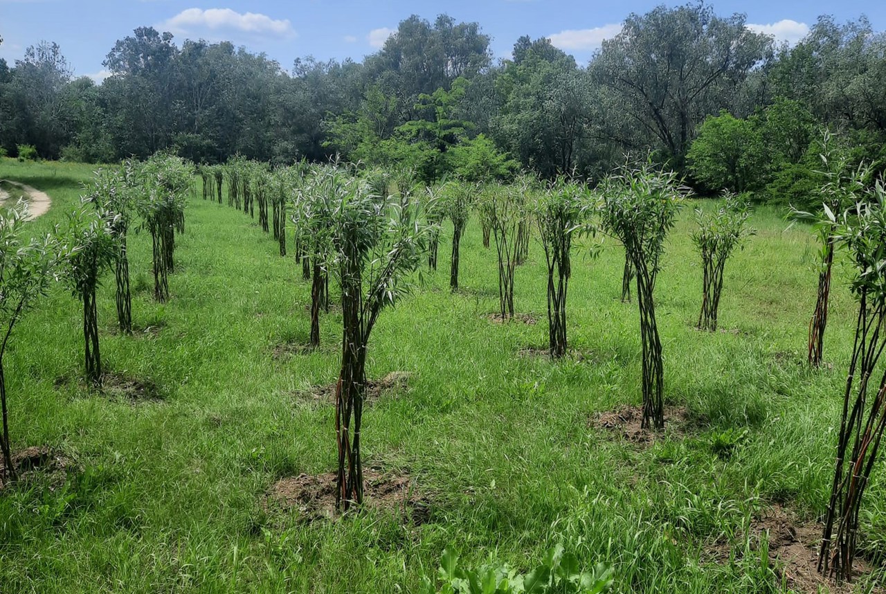 Locuitorii din satul Răscăieți continuă tradiția plantării unei păduri împletite