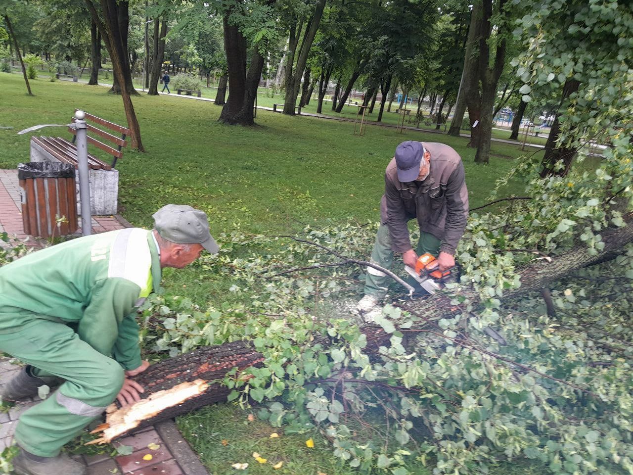 Consecințele ploii: Arbori rupți și inundații//FOTO