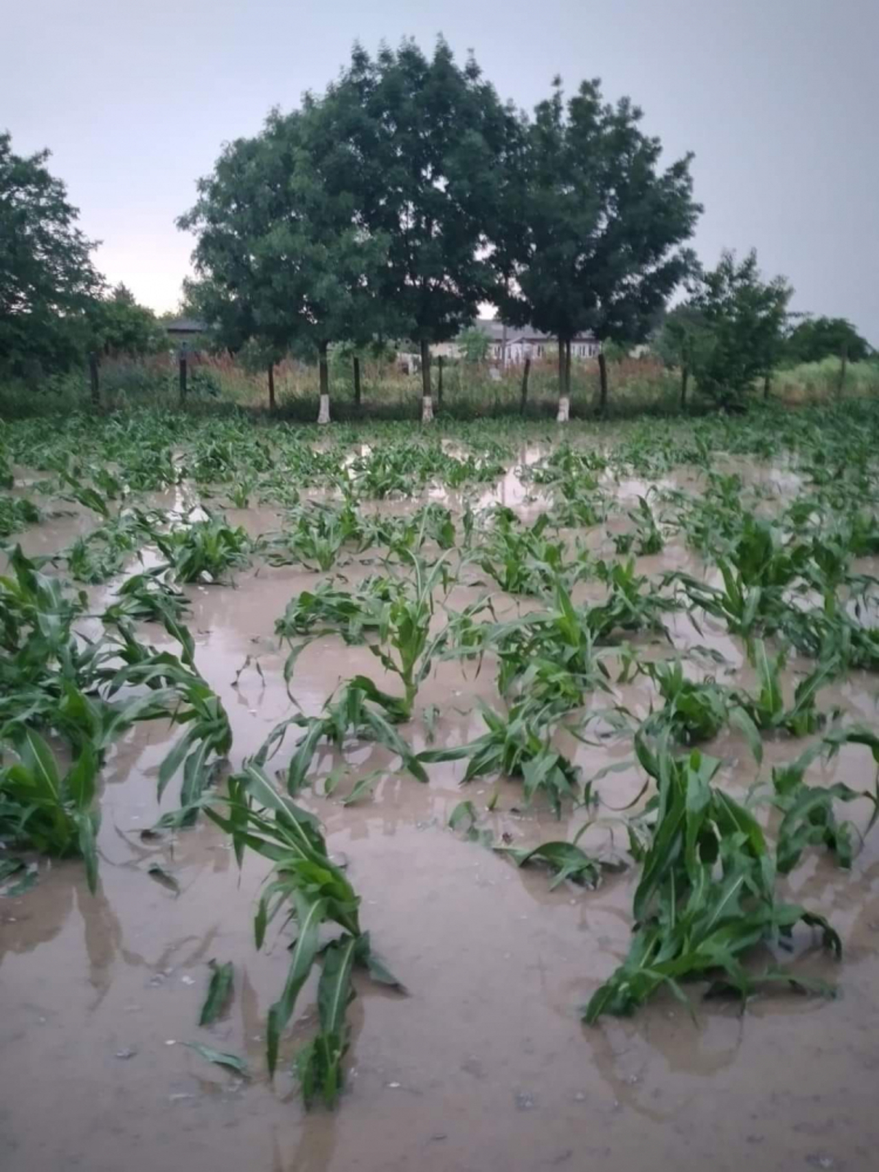 Ploile torențiale au făcut pagube la Ceadîr-Lunga