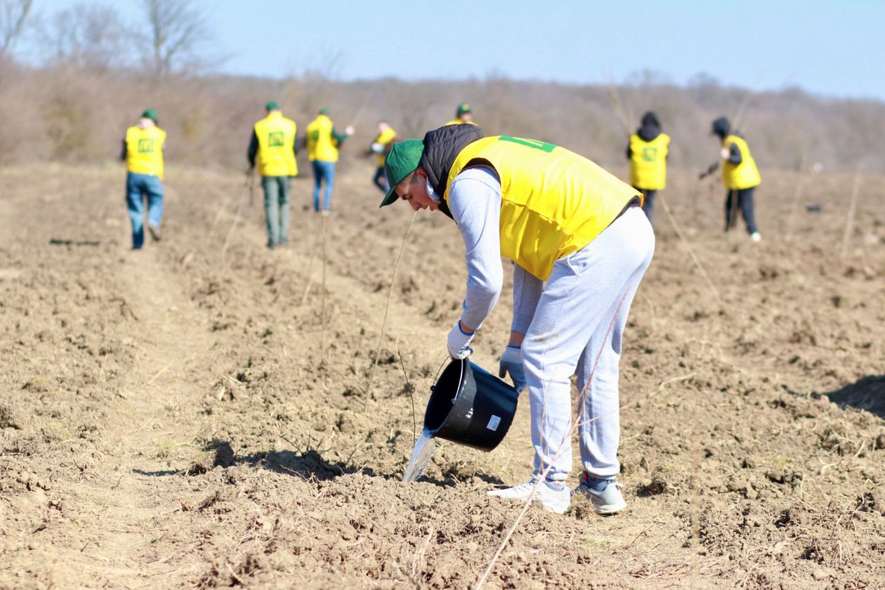Chisinau government launches record reforestation drive: 460 million lei allocated