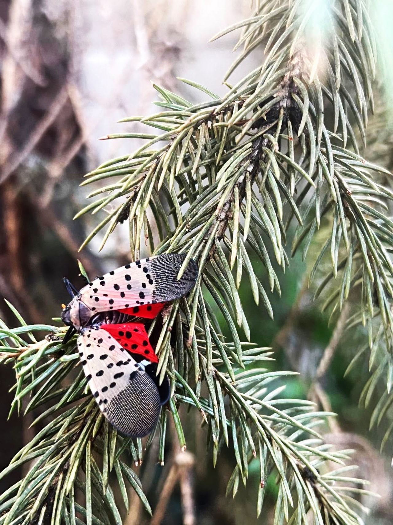 Moldova detects invasive spotted lanternfly in Chisinau