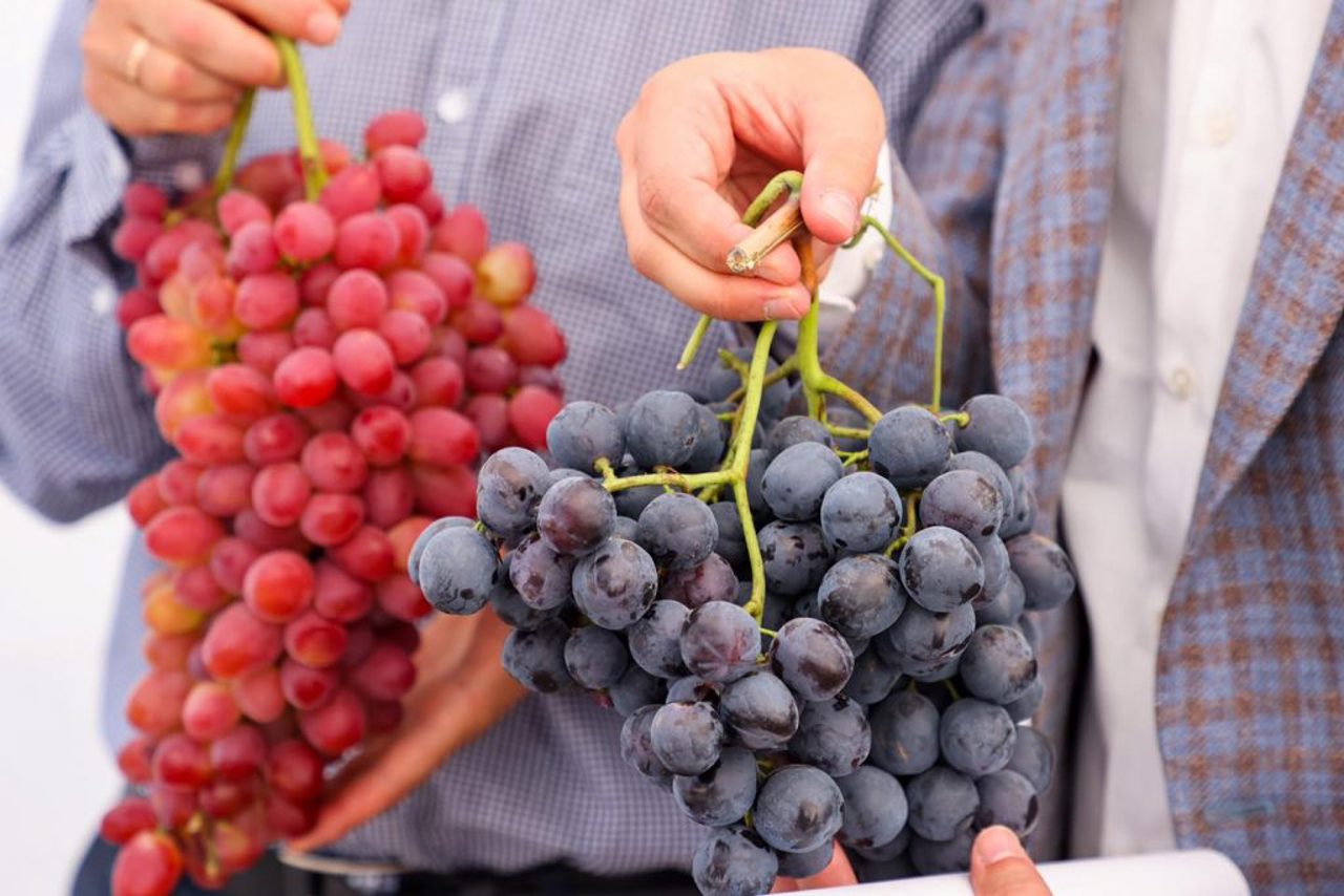 Discover the best grapes at the Cimișlia festival