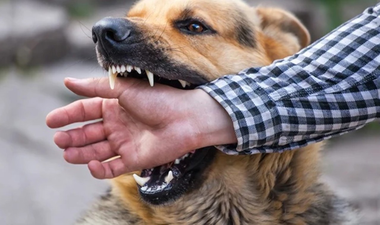 Pericolul ascuns în spatele unui animal „prietenos”: 88 de focare de rabie înregistrate în R. Moldova, de la începutul anului