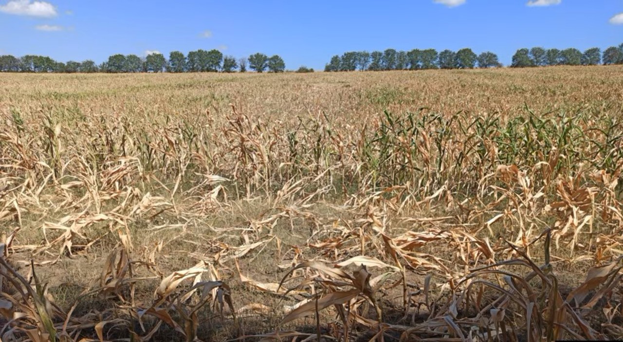 CSE a aprobat alocarea a 100 de milioane de lei pentru agricultorii afectați de secetă