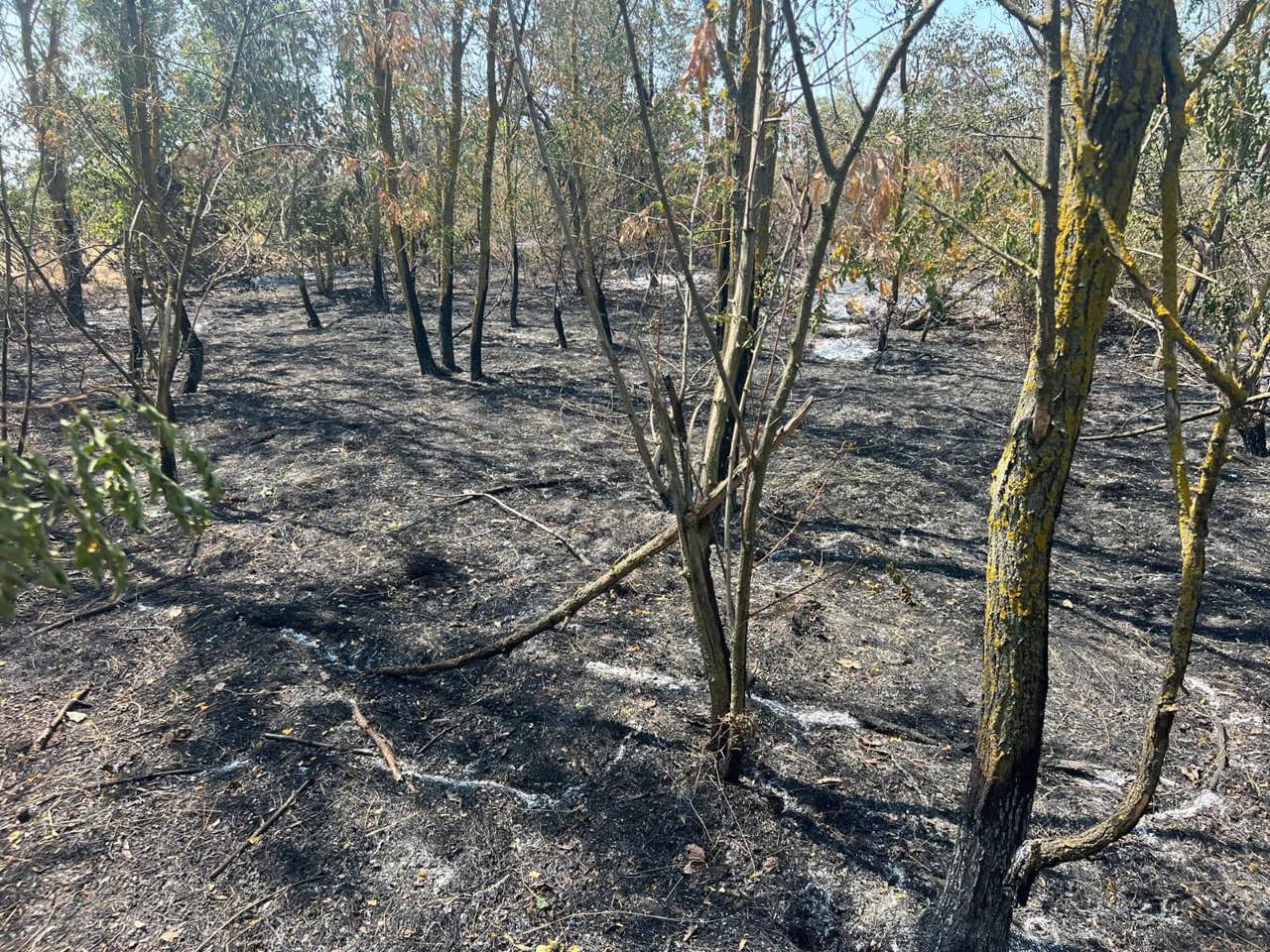 Министерство окружающей среды рассказало об ущербе, нанесенном лесными пожарами в Кагуле