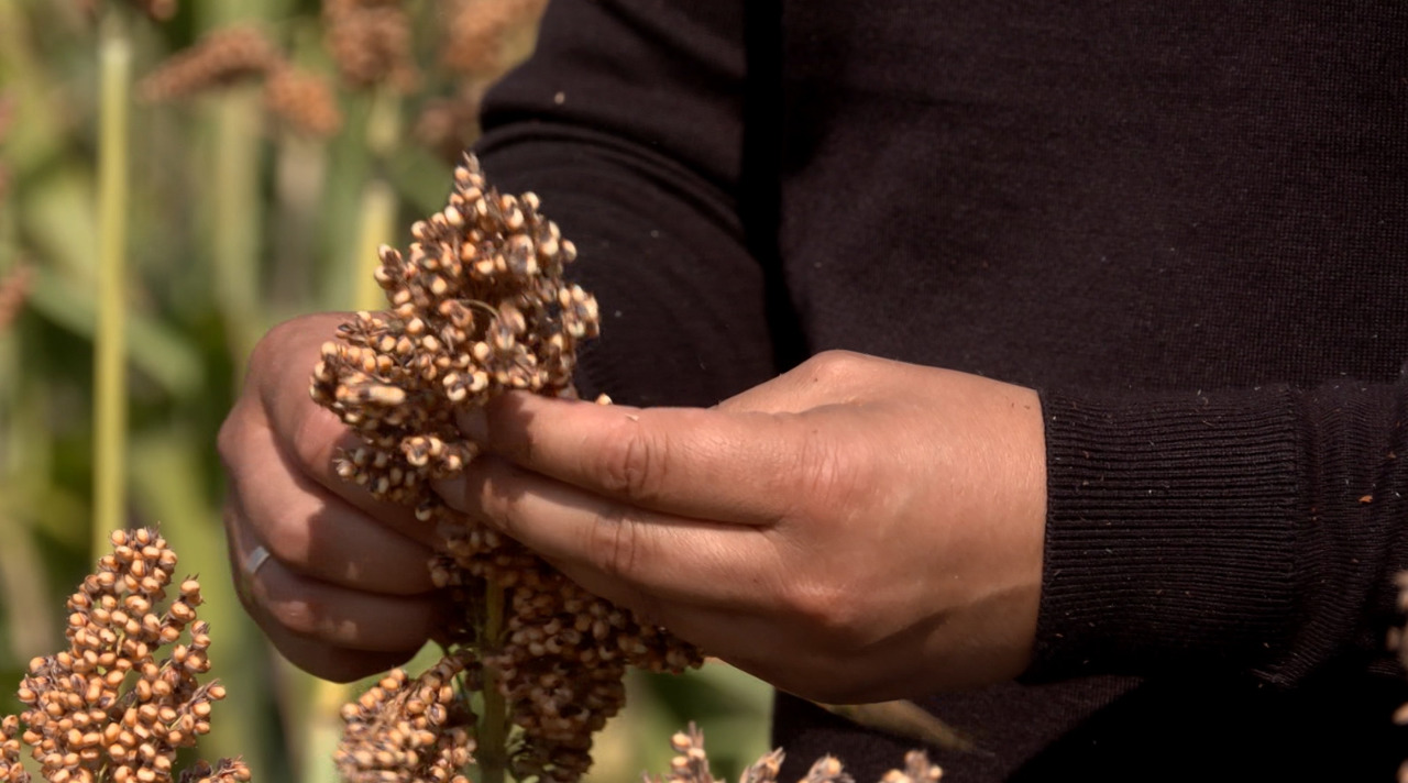Sorghum farming rises in Moldova with Japan aid