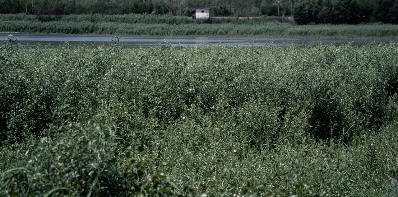 Павел Корчагин