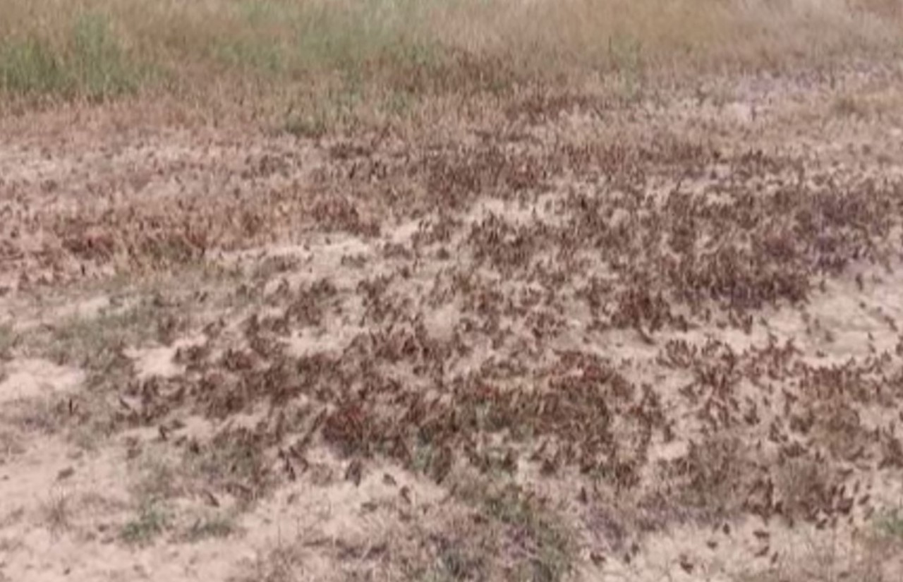 Invazie de lăcuste în sudul R. Moldova. Insectele au afectat sute de hectare de culturi agricole