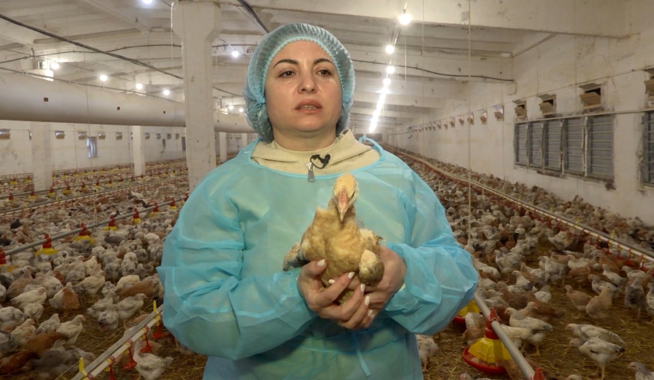 PORTRETE DE CURAJ | Crește sute de mii de păsări, exemplul de succes al antreprenoarei Stela Efros. A început cu o mică hală în satul de baștină