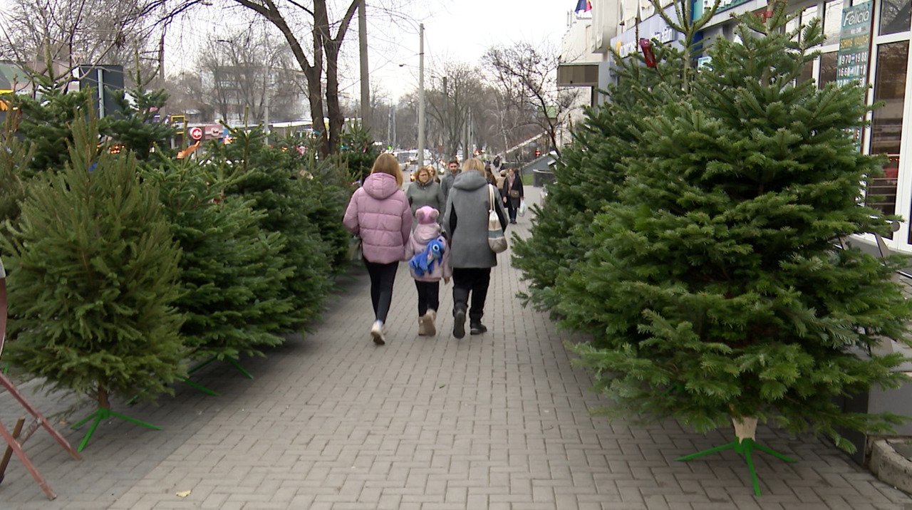 A început goana după bradul perfect: prețurile pornesc de la câteva sute de lei