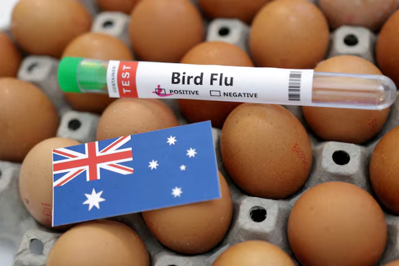 Australia confirmă primul caz de mortalitate în masă la păsările marine din cauza gripei aviare H5N1