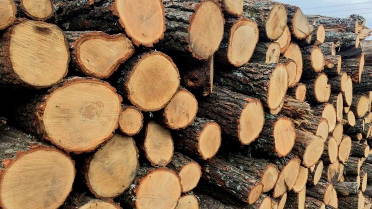 Трёх сотрудников агентства Moldsilva обвиняют в незаконной вырубке леса и продаже дров