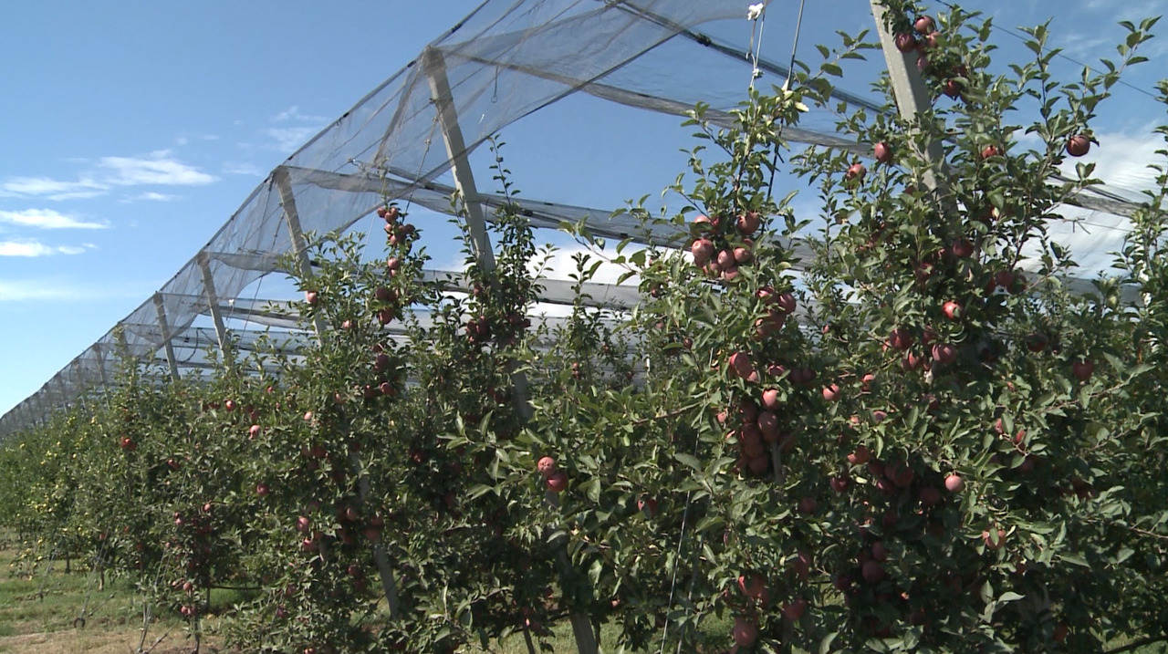 EU pledges support for Moldovan farmers, citing strong potential