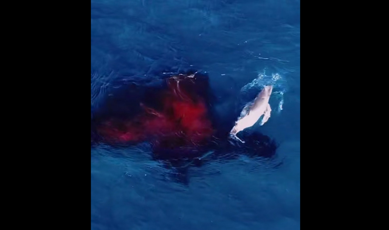 Drone footage captures rare humpback whale birth