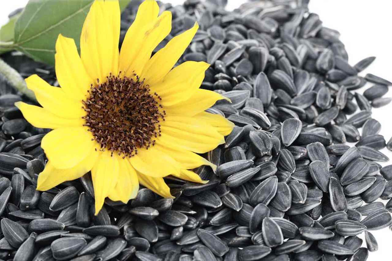 Bulgaria interzice importul de semințe de floarea soarelui din Ucraina