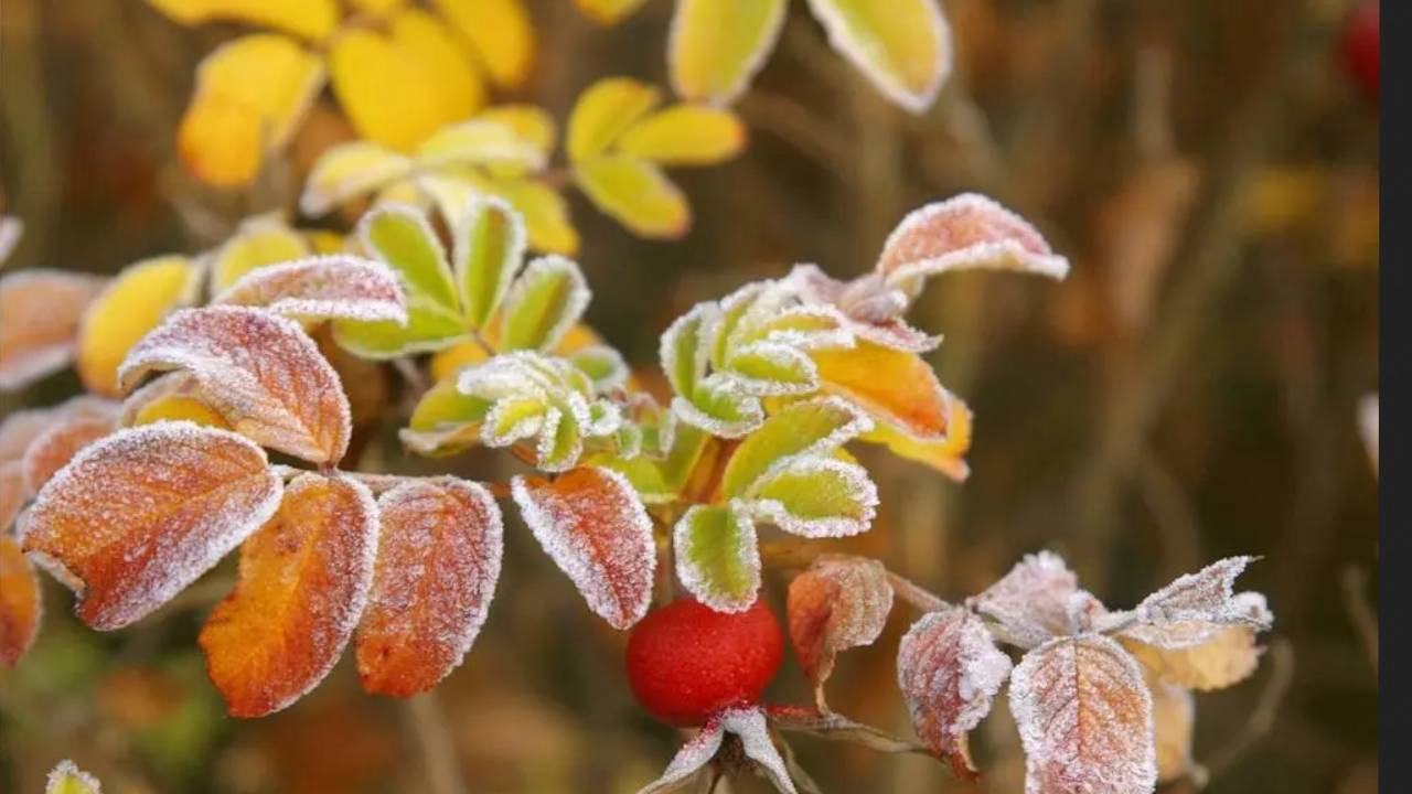 Frost warning: Yellow-level alert issued nationwide