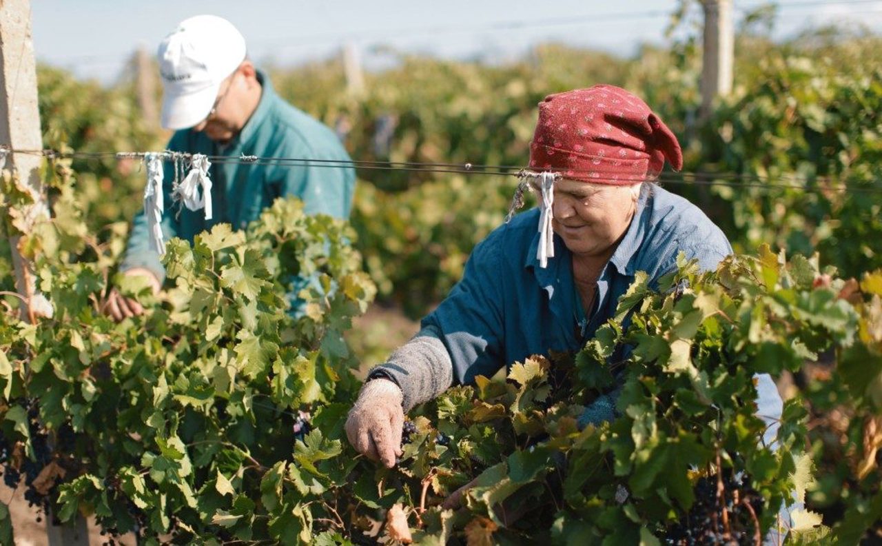 Sindicatele și angajatorii, sceptici vizavi de introducerea voucherelor digitale pentru zilierii din agricultură: „Nu știu dacă o să aibă succes la noi”