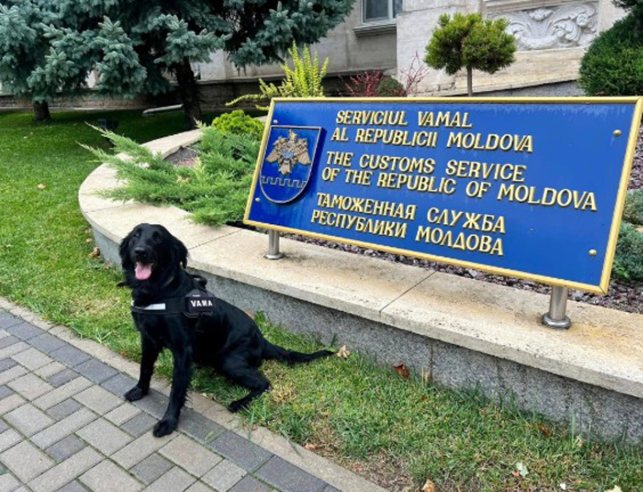 SV // Cățelușa Amy