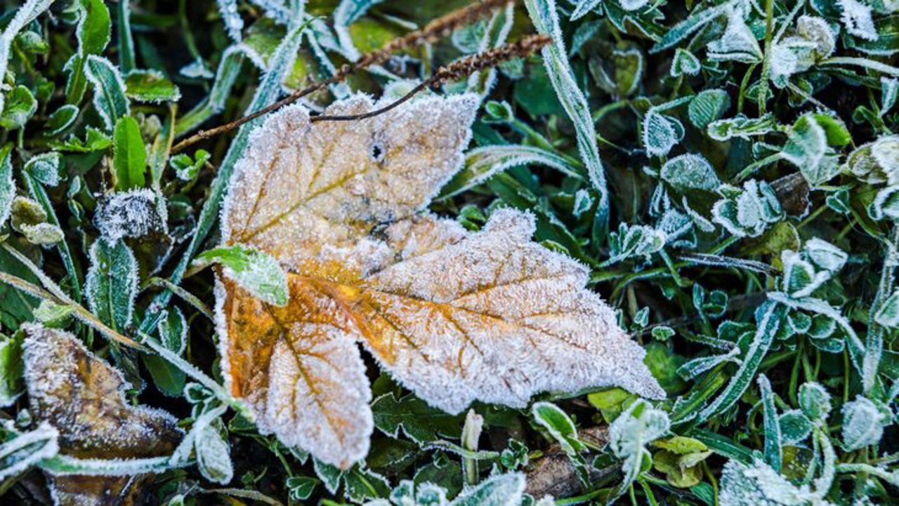 Грядут заморозки: синоптики объявили желтый код на два дня