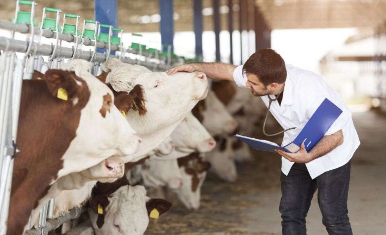 Medicina veterinară, mai atractivă pentru absolvenți: 24 de tineri au acceptat facilitățile oferite de stat și s-au angajat în raioane