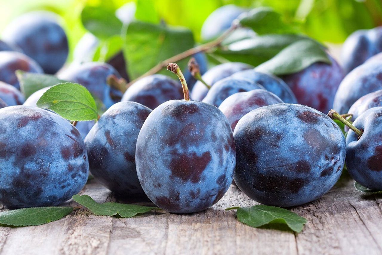 Moldovan entrepreneur succeeds in EU plum exports through quality and modern technology
