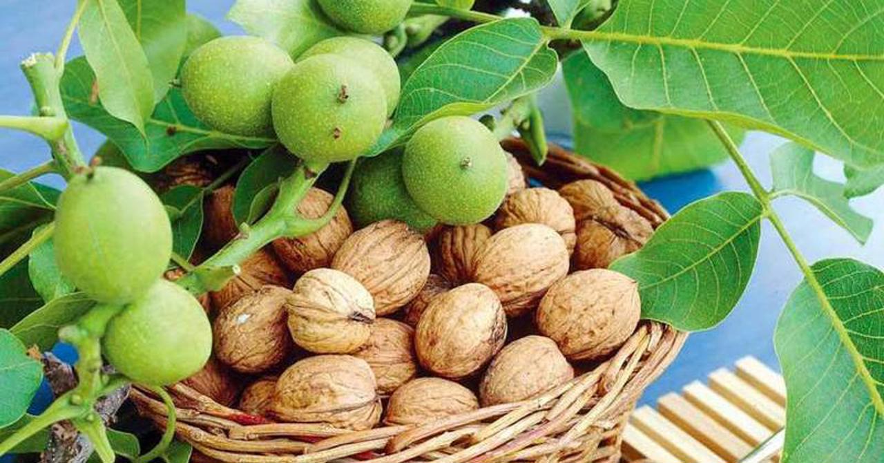 „Un an relativ bun”: Producătorii de mere, nuci și struguri se așteaptă la prețuri care să îi bucure