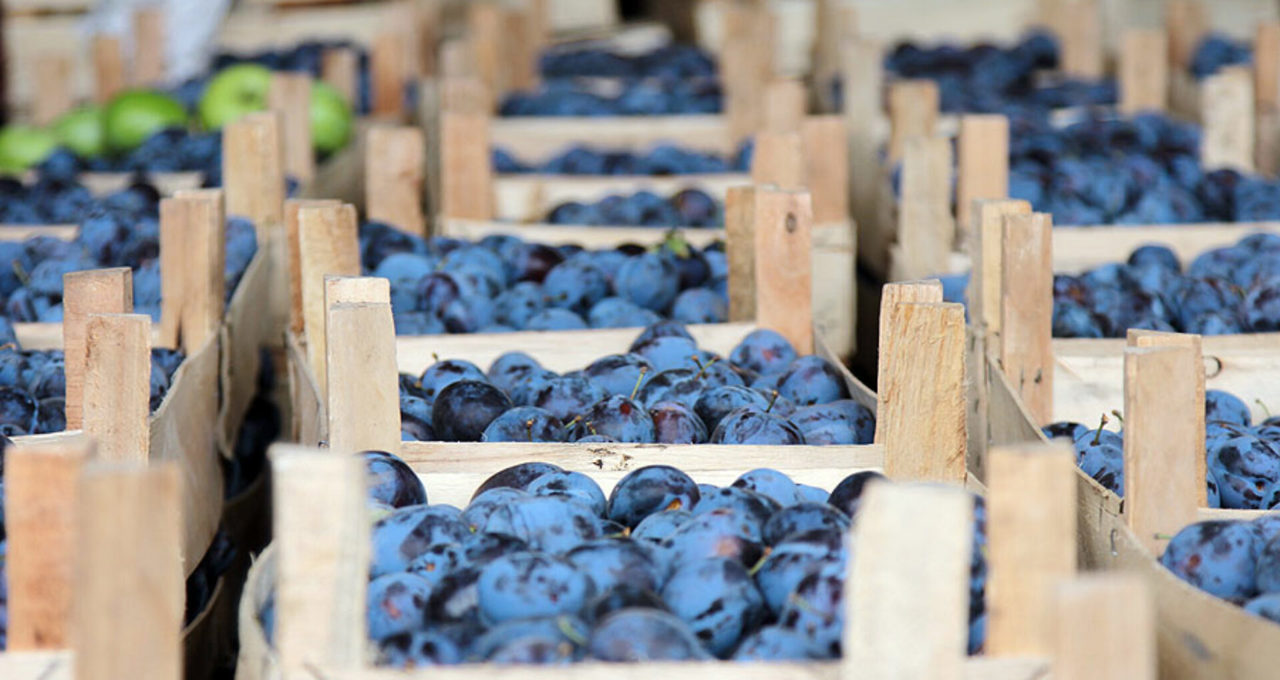 85% of Moldovan plums exported to the EU, with higher volumes and better prices