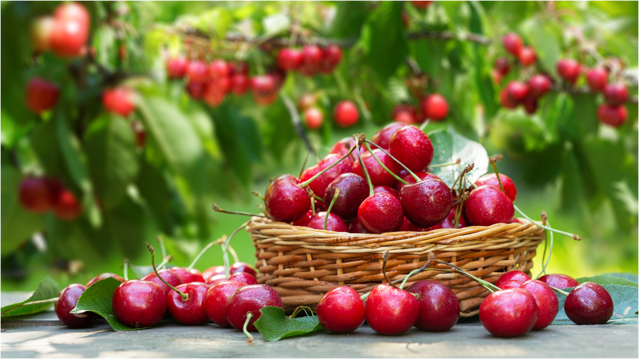 Moldova's cherry paradox: Frosts, prices, and EU growth