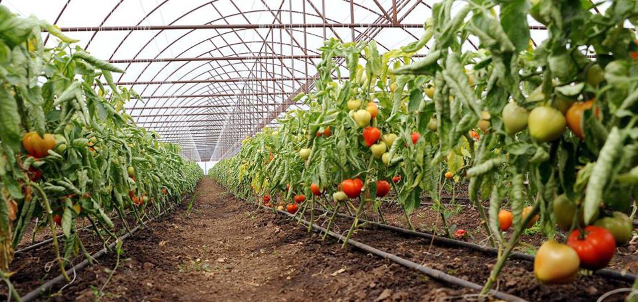 Young Moldovan farmer dreams of modern greenhouse