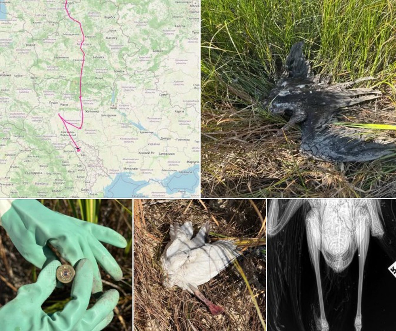 Păsări rare ucise la Râșcani: Ornitologii cer reguli mai aspre pentru obținerea permisului de vânătoare