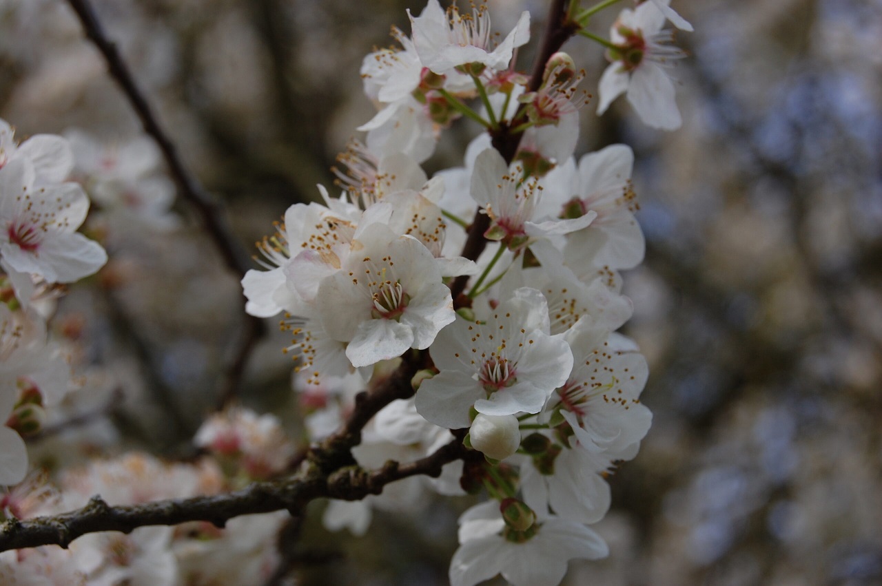 Frost damage devastates early fruit orchards in northern regions