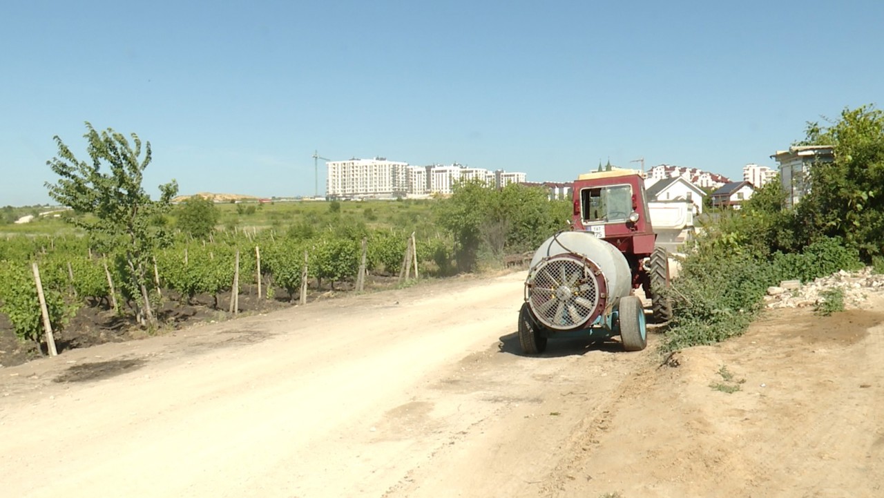 Viile și livezile din Durlești, afectate de praful de pe un drum aflat în reparație: Agricultorii cer intervenții urgente 