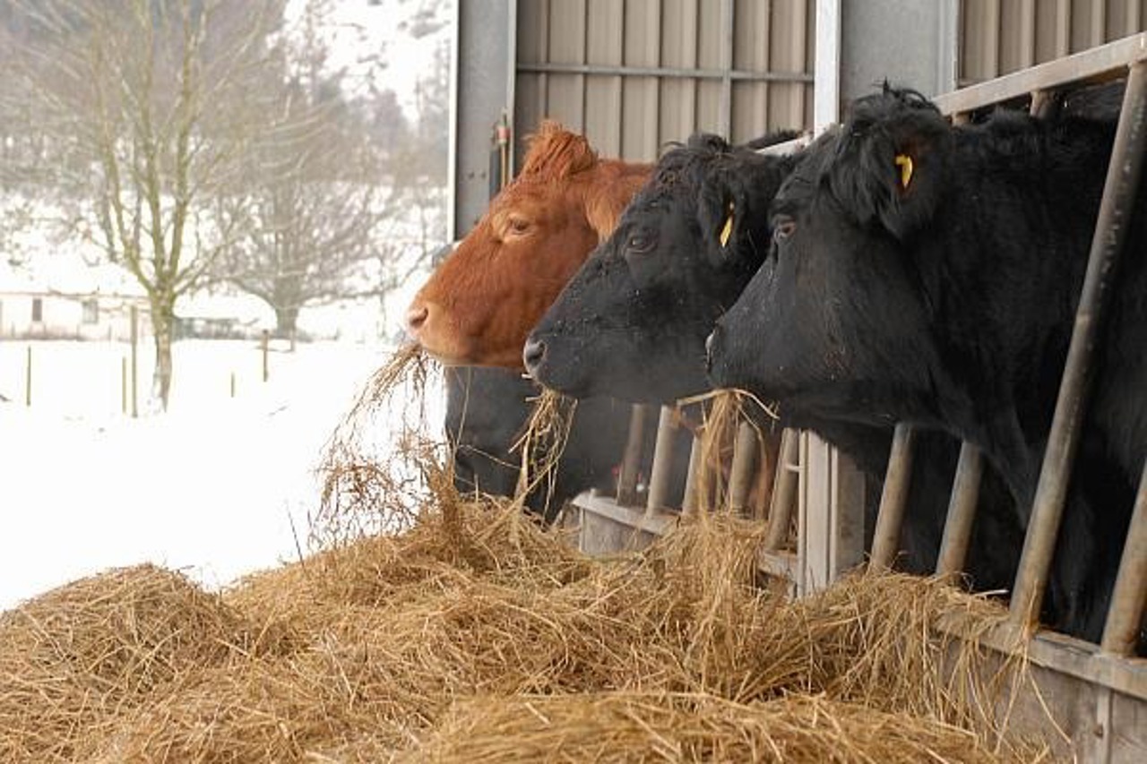 Comuna Sipoteni, Călărași, sub carantină pentru 30 de zile: caz de rabie confirmat la o bovină