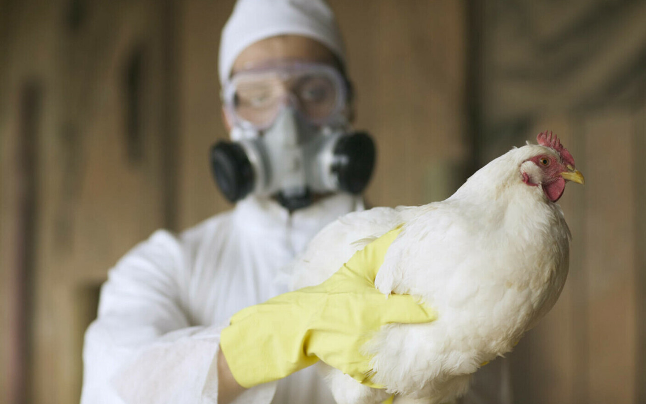 Bird flu outbreak in Soroca district: Two localities were placed in quarantine