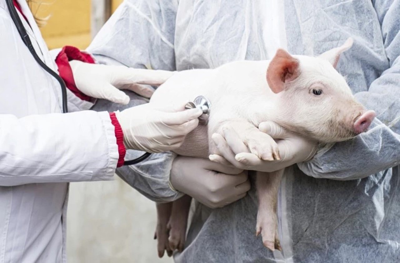 Nine outbreaks of African swine fever,  confirmed in the Republic of Moldova
