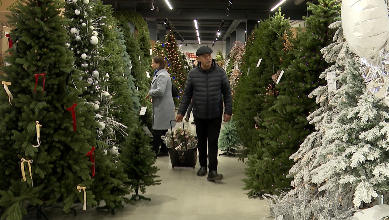 În căutarea pomului de Crăciun. Mulți afirmă că preferă brazii artificiali