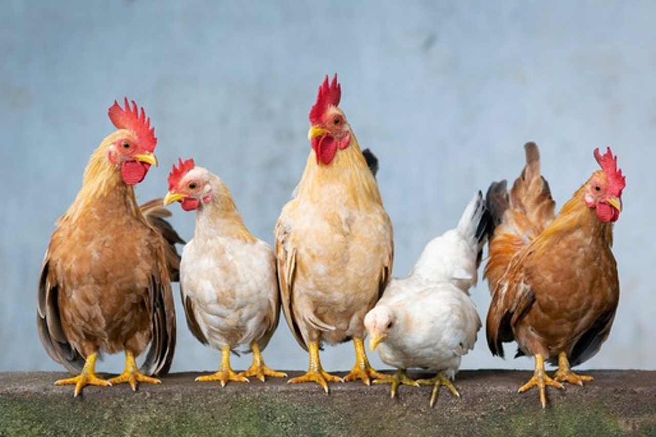 Avian influenza concerns rise in Moldova