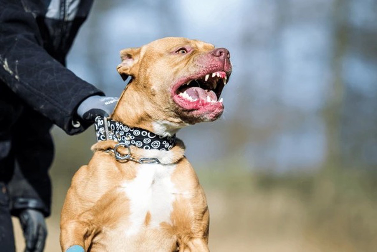 Rasele de câini periculoase, interzise în R. Moldova din septembrie 2027