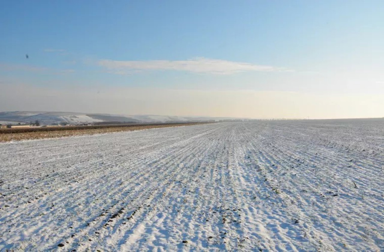 Beneficiile zăpezii și ale înghețurilor pentru culturile agricole | Specialist: „O mare parte din dăunători sunt distruși” 